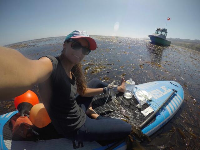 Dr. Anna James conducting fieldwork with kelp