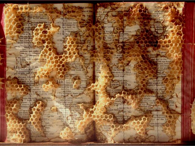 “Opera Apum.” 1996. One of two Bibles Linda placed in a beehive.