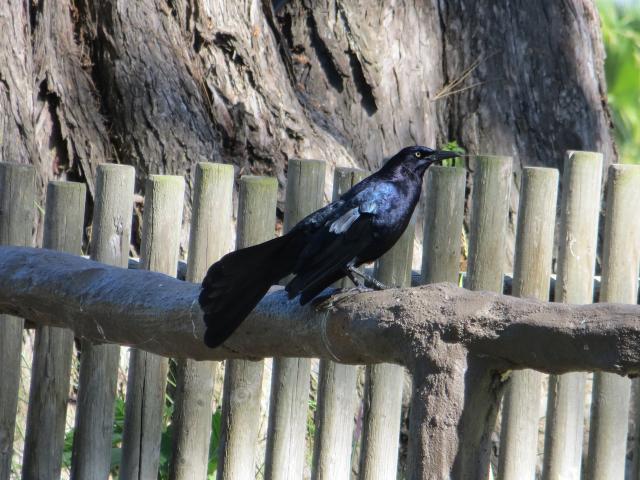 A male great-tailed grackle in Santa Barbara.