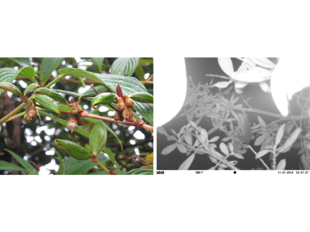 B. chlorantha flower (left) and a camera trap catching a rodent visitor on a B. chlorantha plant (right).