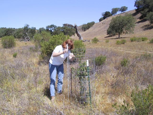 Claudia Tyler measuring oaks, 2002