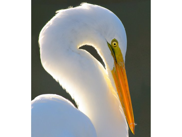 Leroy Laverman ‘99 (UCSB Ph.D. Chemistry) enjoys photography. One of Leroy’s favorite photos he captured at the UCSB lagoon.
